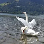 Lägenhet & Golf Zell Am *